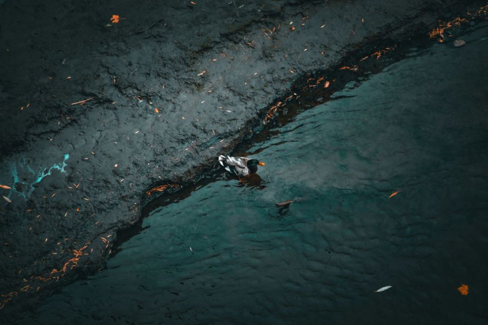 Petróleo y hongos: limpieza después de derrames
